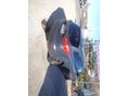 FORD FOCUS 2014/3 - 8