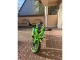 KAWASAKI ZX-4R (NINJA) 2024/4 - 2