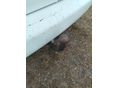 VOLKSWAGEN CADDY 2013/4 - 10