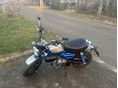 HONDA Z 125 MONKEY 