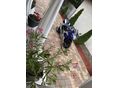 SUZUKI GSX-R 1000 2005 - 6