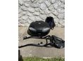 MOTO GUZZI V7 2018/5 - 4
