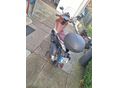 PIAGGIO BEVERLY 350 2013/1 - 2