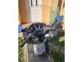 YAMAHA MAJESTY 2007/6 - 8