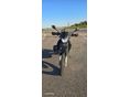 YAMAHA XT 660 R 2006/6 - 2