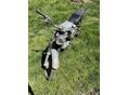 SIMSON S 50 N 1978 - 2
