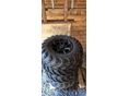 CFMOTO CFORCE 625 2024/8 - 8