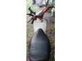 PIAGGIO FREE 2003/3 - 5