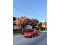 VOLKSWAGEN NEW BEETLE 2.0
