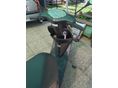 HONDA DIO 2010/7 - 6