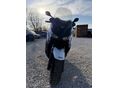 YAMAHA X-MAX 400 2013/4 - 3