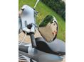 VESPA PRIMAVERA 50 4T 2023/6 - 12