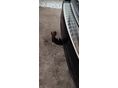 OPEL INSIGNIA 2018/6 - 4