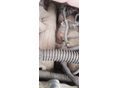 IVECO DAILY 2007/3 - 8