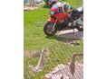 HONDA CBR 600 F3 1995 - 5