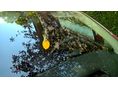CITROEN C4 2006/11 - 6