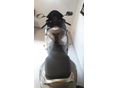 HONDA CBR 600 F4 2005/6 - 5