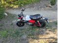 HONDA Z 125 MONKEY 2024 - 4
