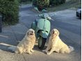 VESPA GTS 80 Anniversary