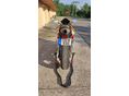 HONDA CBR 600 RR 2003/9 - 5