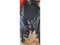 TRIUMPH TIGER 955I 2005 - 11