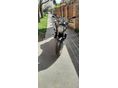 HONDA CB 600 F (HORNET) 2004/6 - 3