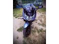 SUZUKI GSF 650 S 2010/5 - 2