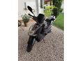 KYMCO AGILITY CITY 125 2008/4 - 2