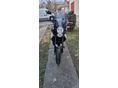 KAWASAKI VERSYS 650 2010/3 - 8