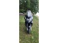 HONDA SILVER WING 600 2007/5 - 8