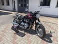 TRIUMPH BONNEVILLE T 100