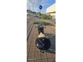 PIAGGIO BEVERLY 250 2009/5 - 7