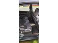 CITROEN XSARA PICASSO 2004 - 7