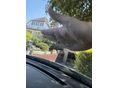 RENAULT GRAND SCENIC 2008/8 - 12