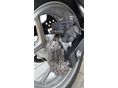 KAWASAKI Z 750 L 2009/3 - 10