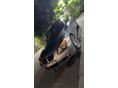 BMW 530 2005/6 - 4