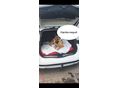 FORD MONDEO 2019/11 - 5