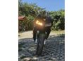 HONDA CBR 600 RR 2004/2 - 5