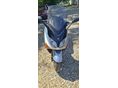 YAMAHA TMAX 500 2001/6 - 6