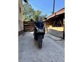 HONDA PCX 125 2011/2 - 3