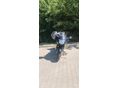 HONDA CBR 1100 XX 2001/5 - 4