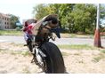 HONDA CBR 600 RR 2005 - 3