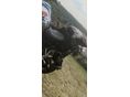 BMW R 1200 GS 2018/3 - 6