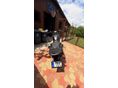 HONDA CTX 700 D 2014/4 - 8