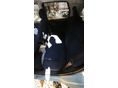 FIAT PUNTO 2002/6 - 11