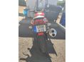 APRILIA TUONO 1000 2005/1 - 4
