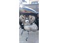 HARLEY-DAVIDSON SPORTSTER 883 2008/9 - 11