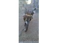 HONDA XL 1000 V  (VARADERO) 1999/3 - 2