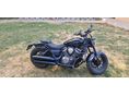 BENDA CHINCILLA 500 2025 - 2