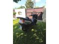 PIAGGIO X 9 2002/5 - 6